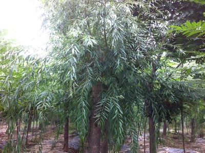 山東萬畝苗木大量出售西湖垂柳-山東萬畝苗木培育基地提供山東萬畝苗木大量出售西湖垂柳的相關介紹、產品、服務、圖片、價格13-14公分紅葉碧桃樹苗、5公分龍柱碧桃價格、3公分菊花碧桃小苗、8公分法桐基地、速生白蠟樹苗、山東國槐樹基地、