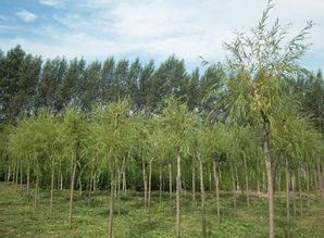 大慶苗木價(jià)格,中國苗木產(chǎn)業(yè)平臺(tái)一站式服務(wù),100 省心