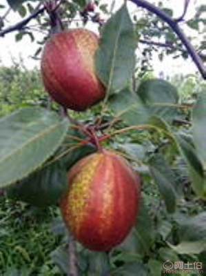 黃金梨苗種植與管理指南 栽種時間、水肥控制與生長表現