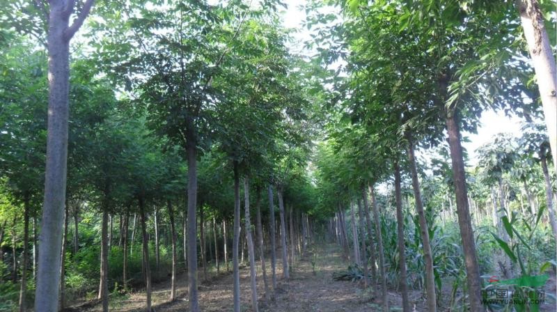 河南黃山欒樹(shù)種植基地 專(zhuān)業(yè)批發(fā)與價(jià)格指南